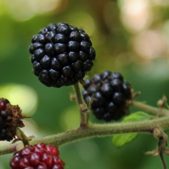 Heilige Brombeere (Pflanze)