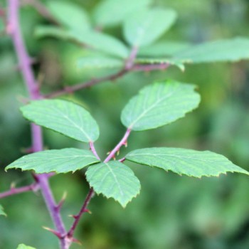 Heilige Brombeere (Pflanze)