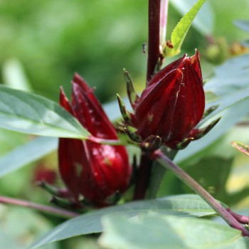 Hibiscustee - Roselle (Samen)