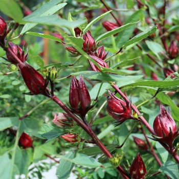 Hibiscustee - Roselle (Samen)