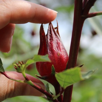 Hibiscustee - Roselle (Samen)