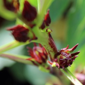 Hibiscustee - Roselle (Samen)