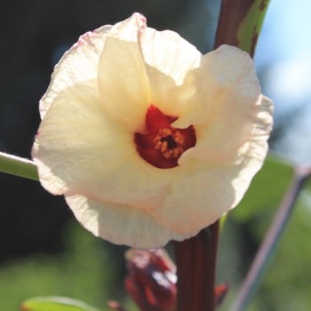 Hibiscustee - Roselle (Samen)