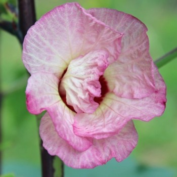 Hibiscustee - Roselle (Samen)