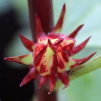 Hibiscustee - Roselle (Samen)