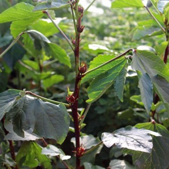 Hibiscustee - Roselle (Samen)