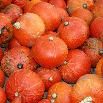 Kürbis Hokkaido orange  (Samen)
