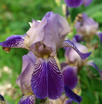Holunderduftiris (Pflanze)