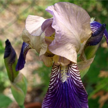 Holunderduftiris (Pflanze)