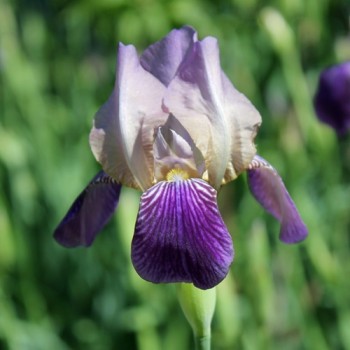 Holunderduftiris (Pflanze)