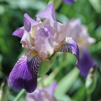 Holunderduftiris (Pflanze)