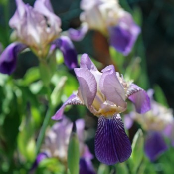 Holunderduftiris (Pflanze)