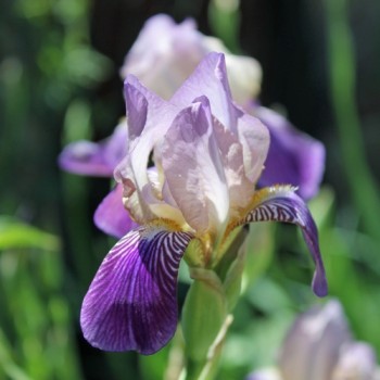 Holunderduftiris (Pflanze)