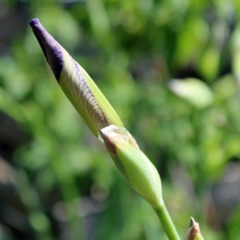 Holunderduftiris (Pflanze)