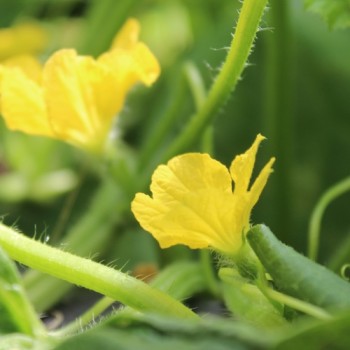 Honigmelone Galia (Samen)