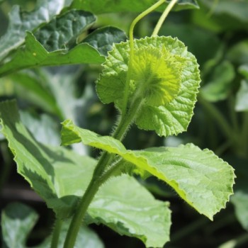 Honigmelone Galia (Samen)
