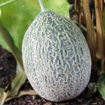Honigmelone Green Nutmeg (Samen)