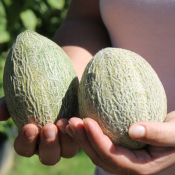 Honigmelone Green Nutmeg (Samen)