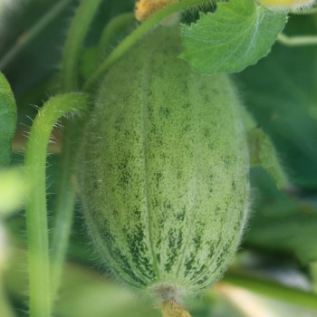 Honigmelone Green Nutmeg (Samen)