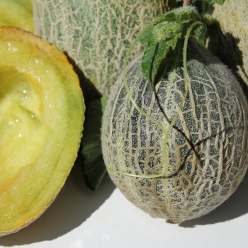 Honigmelone Green Nutmeg (Samen)