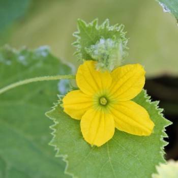 Honigmelone Green Nutmeg (Samen)
