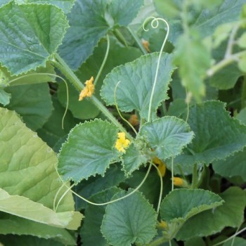 Honigmelone Honey Dew Orange Fleshed (Samen)
