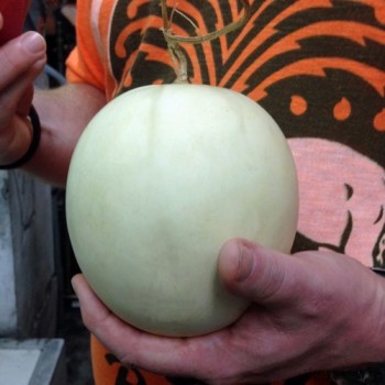 Honigmelone Honey Dew Orange Fleshed (Samen)