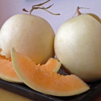 Honigmelone Honey Dew Orange Fleshed (Samen)