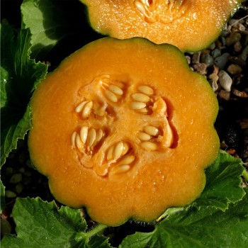 Honigmelone Noire des Carmes