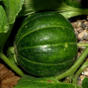 Honigmelone Noire des Carmes (Samen)