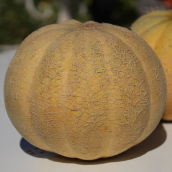Honigmelone Oka (Samen)