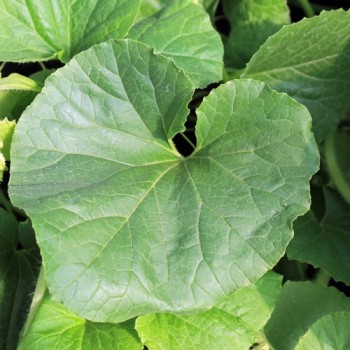 Honigmelone Queen Anne's Pocket (Samen)