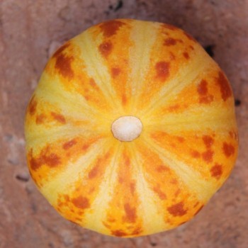 Honigmelone Queen Anne's Pocket (Samen)