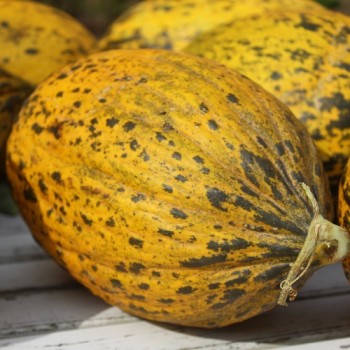 Honigmelone Turkish Leopard (Samen)