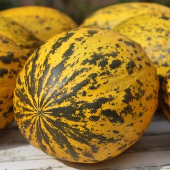 Honigmelone Turkish Leopard (Samen)