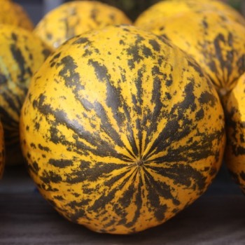 Honigmelone Turkish Leopard (Samen)