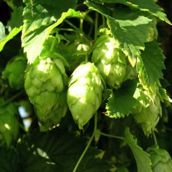 Hopfen (Samen)