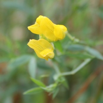 Gründüngung Hornschotenklee (Samen)
