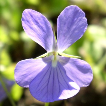 Echtes Hornveilchen (Samen)