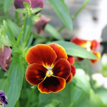 Hornveilchen Arkwright Ruby (Samen)