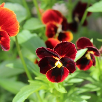 Hornveilchen Arkwright Ruby (Samen)