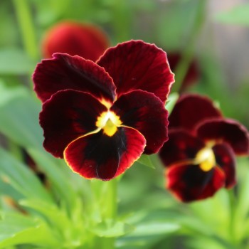 Hornveilchen Arkwright Ruby (Samen)