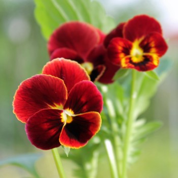 Hornveilchen Arkwright Ruby (Samen)