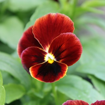 Hornveilchen Arkwright Ruby (Samen)