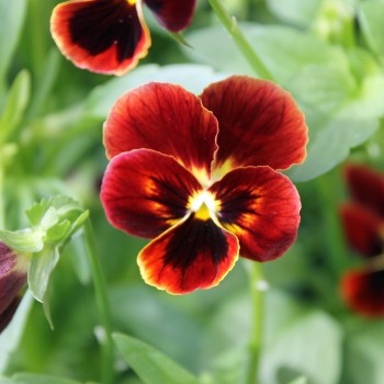 Hornveilchen Arkwright Ruby (Samen)