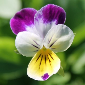 Hornveilchen Helen Mount (Samen)