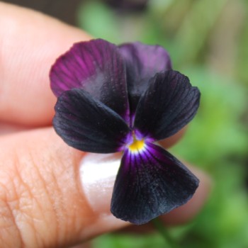 Hornveilchen Sawyers Black (Samen)