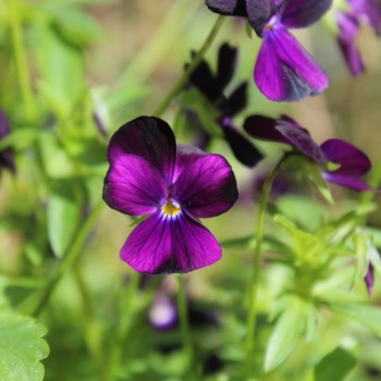 Hornveilchen Sawyers Black (Samen)