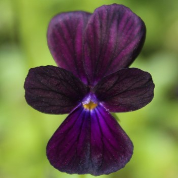 Hornveilchen Sawyers Black (Samen)
