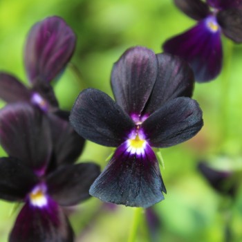 Hornveilchen Sawyers Black (Samen)